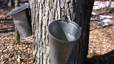 stock-footage-maple-tree-tapped-to-harvest-sap-for-maple-syrup-dripping-into-a-bucket (1)