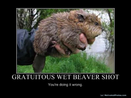 wet-beaver