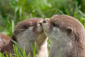 Oh you guys really OTTER make up