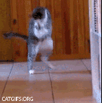 119_crazycat_cat_gifs