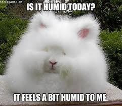 humid