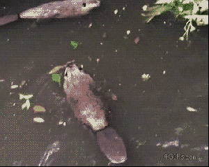 beaver-secret-handshake-gif-2145879 (1)